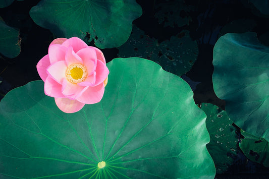 A Flor de Lótus e Sua Simbologia Sagrada