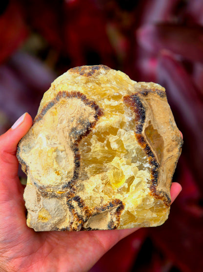 Septariana