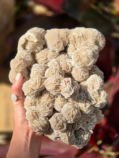 Rosa do Deserto